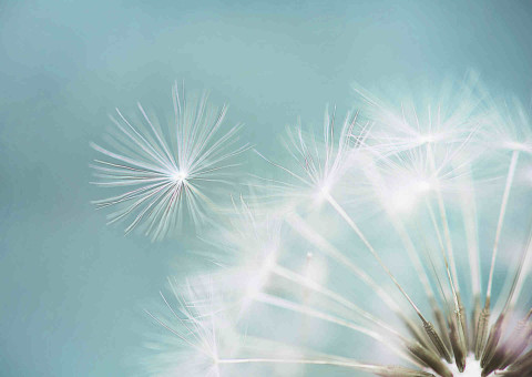 Pusteblume-klein2