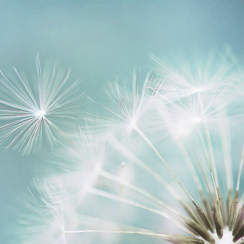 Pusteblume-quadratisch